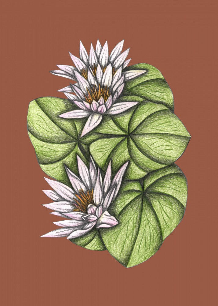 Wild Waterlilies