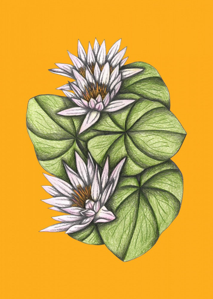 Wild Waterlilies