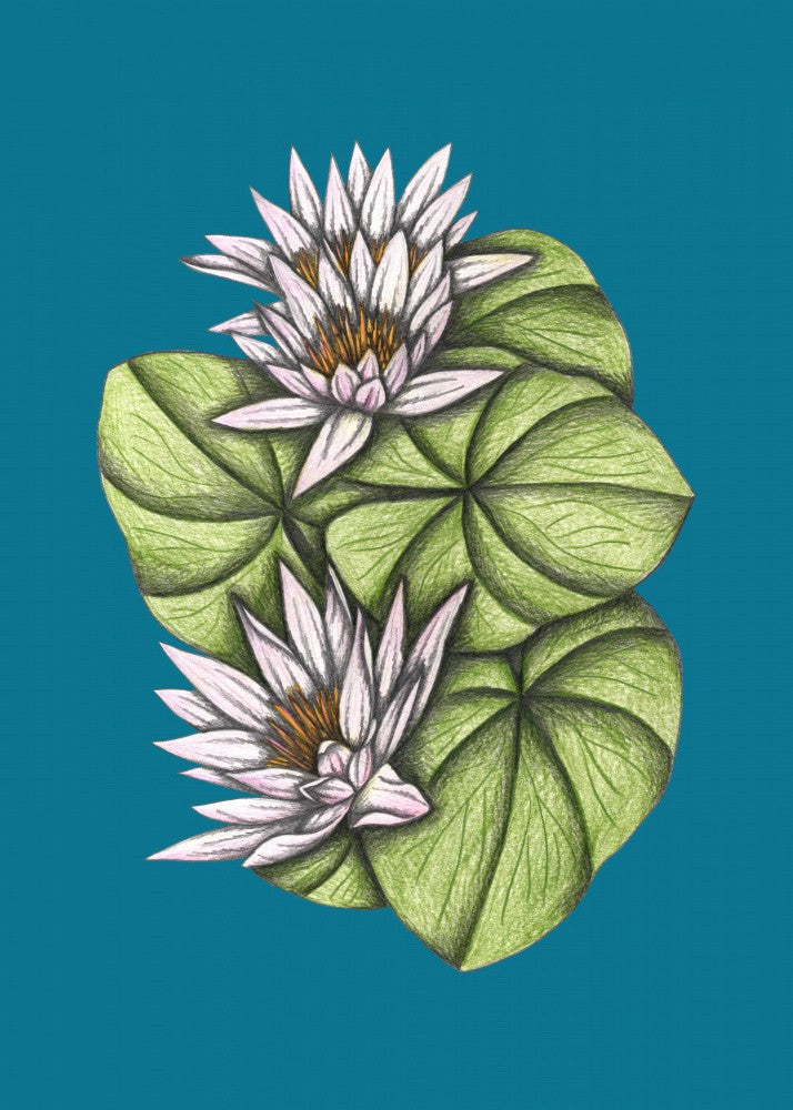 Wild Waterlilies