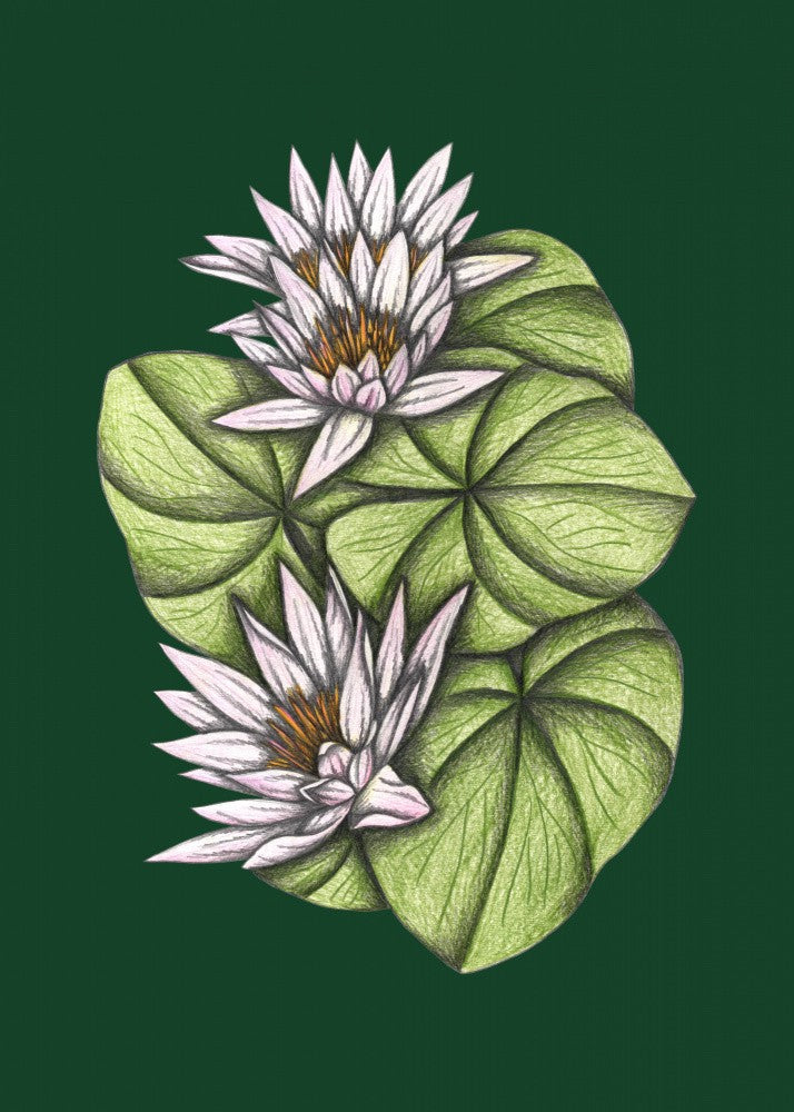 Wild Waterlilies
