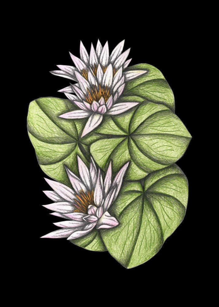 Wild Waterlilies