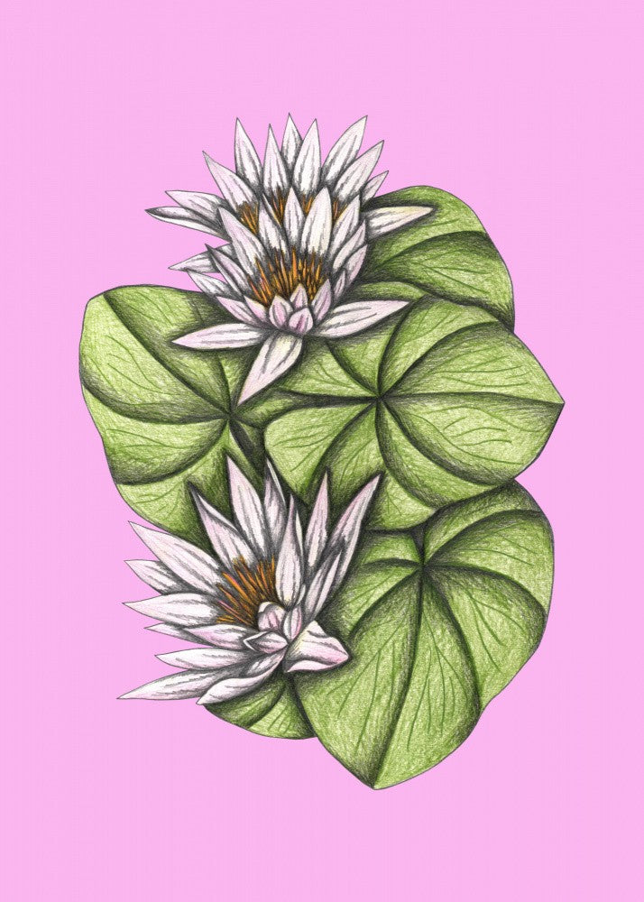 Wild Waterlilies