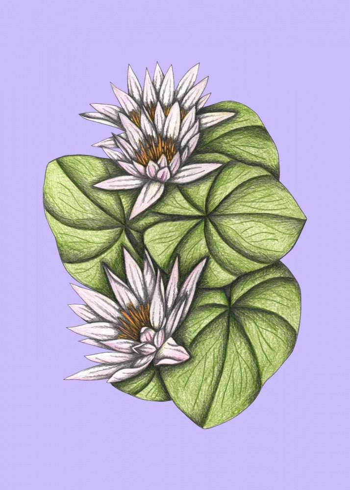 Wild Waterlilies
