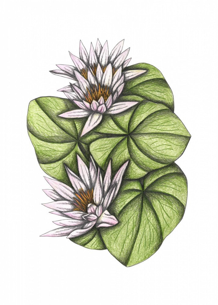 Wild Waterlilies