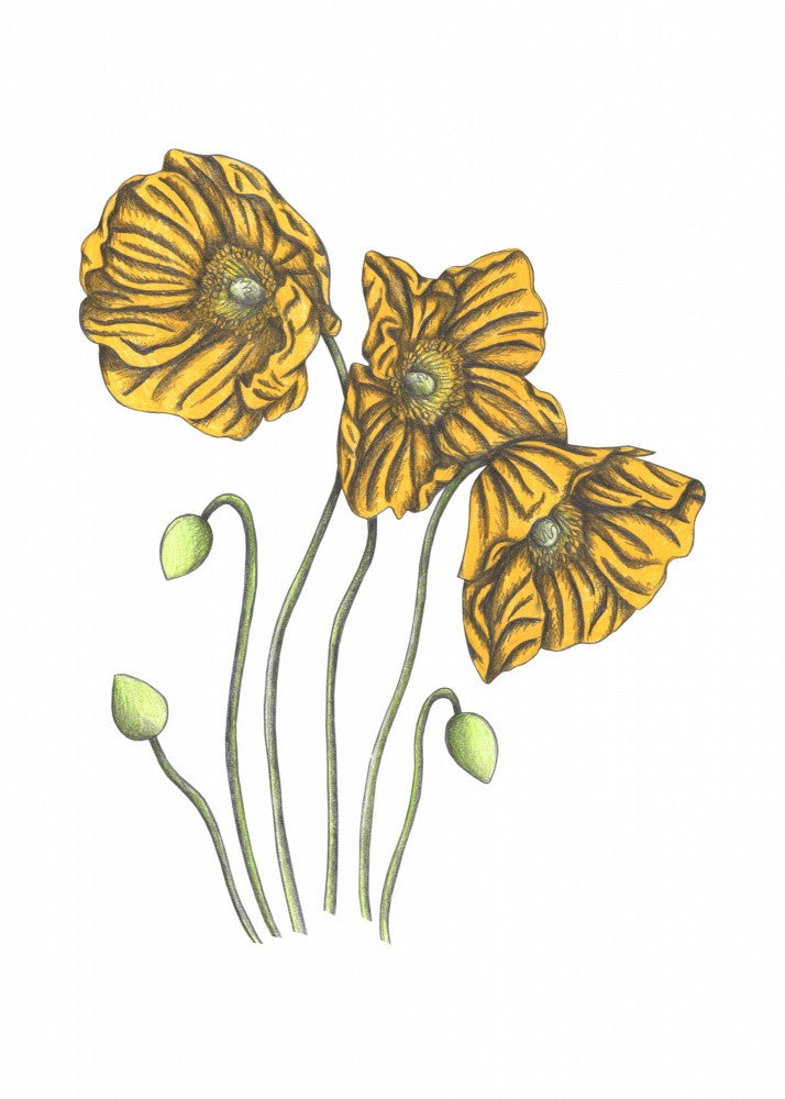 Poppies#8