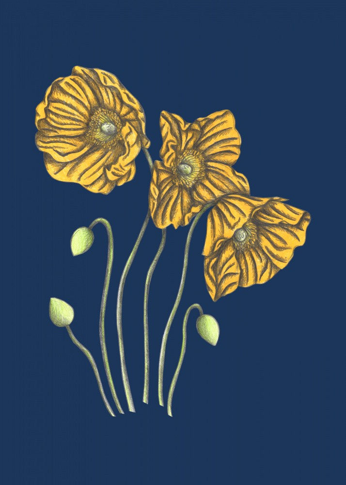 Poppies#8