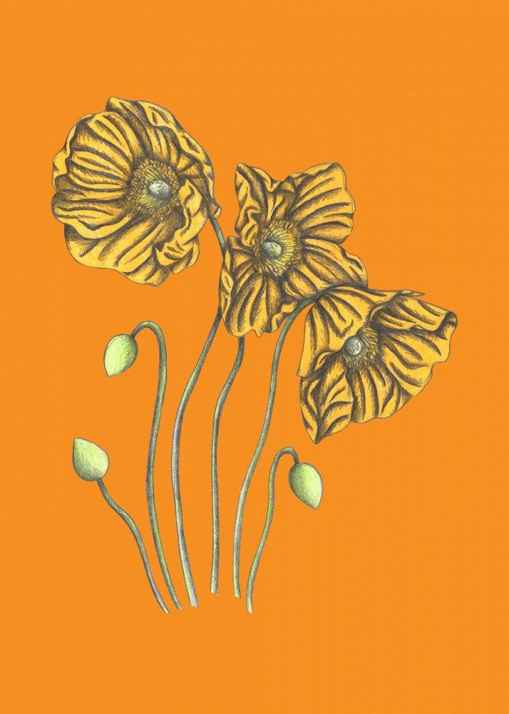 Poppies#8