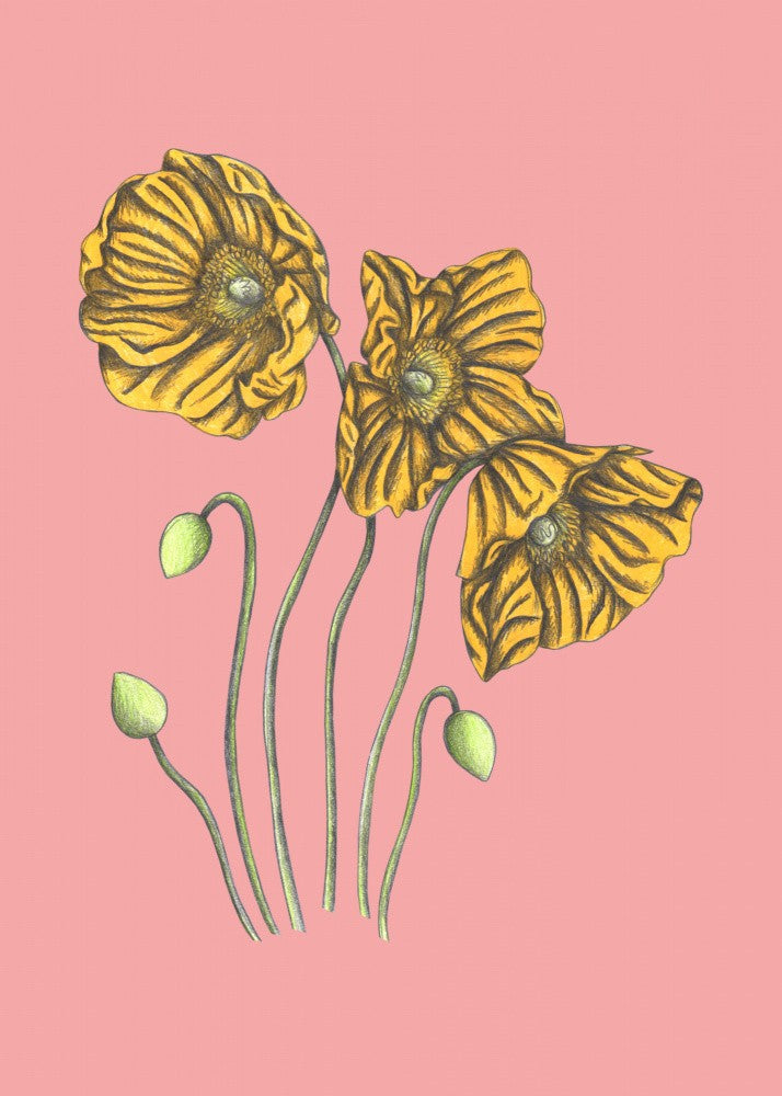 Poppies#8