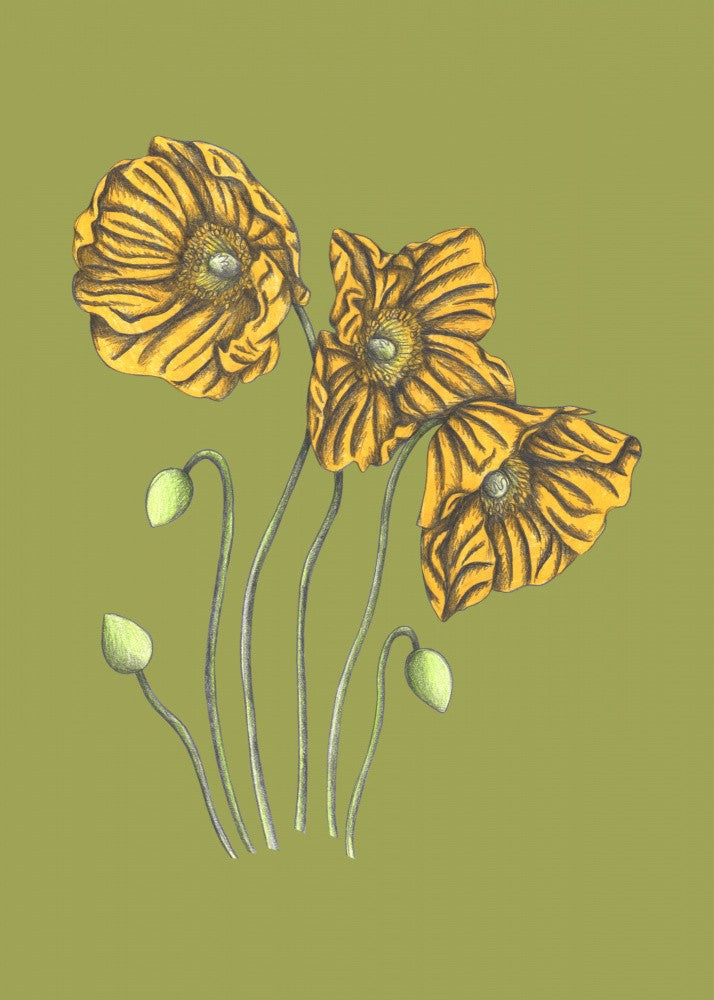 Poppies#8