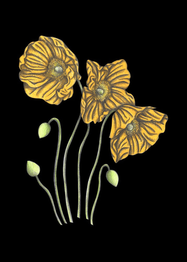 Poppies#8