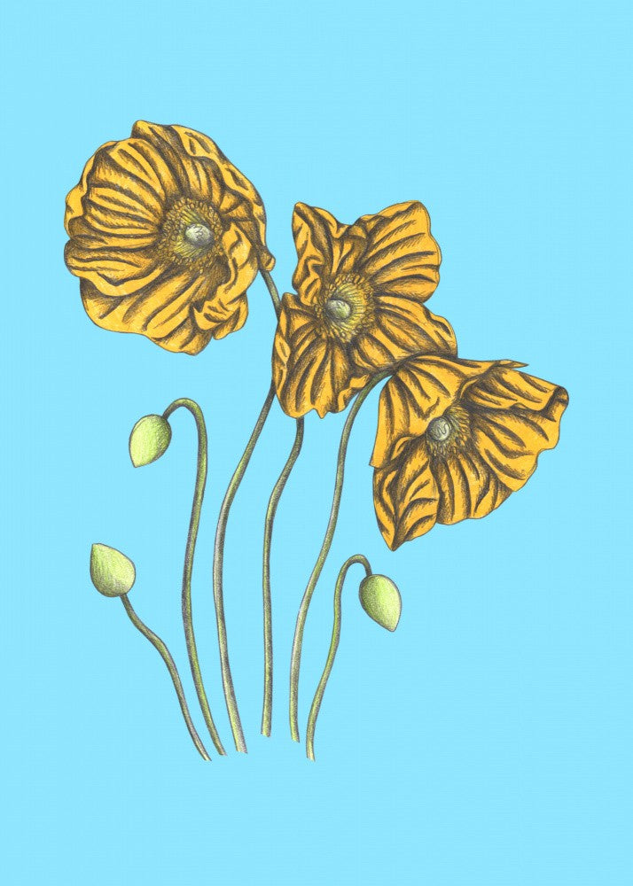 Poppies#8