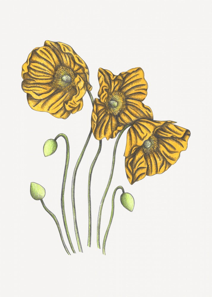 Poppies#8