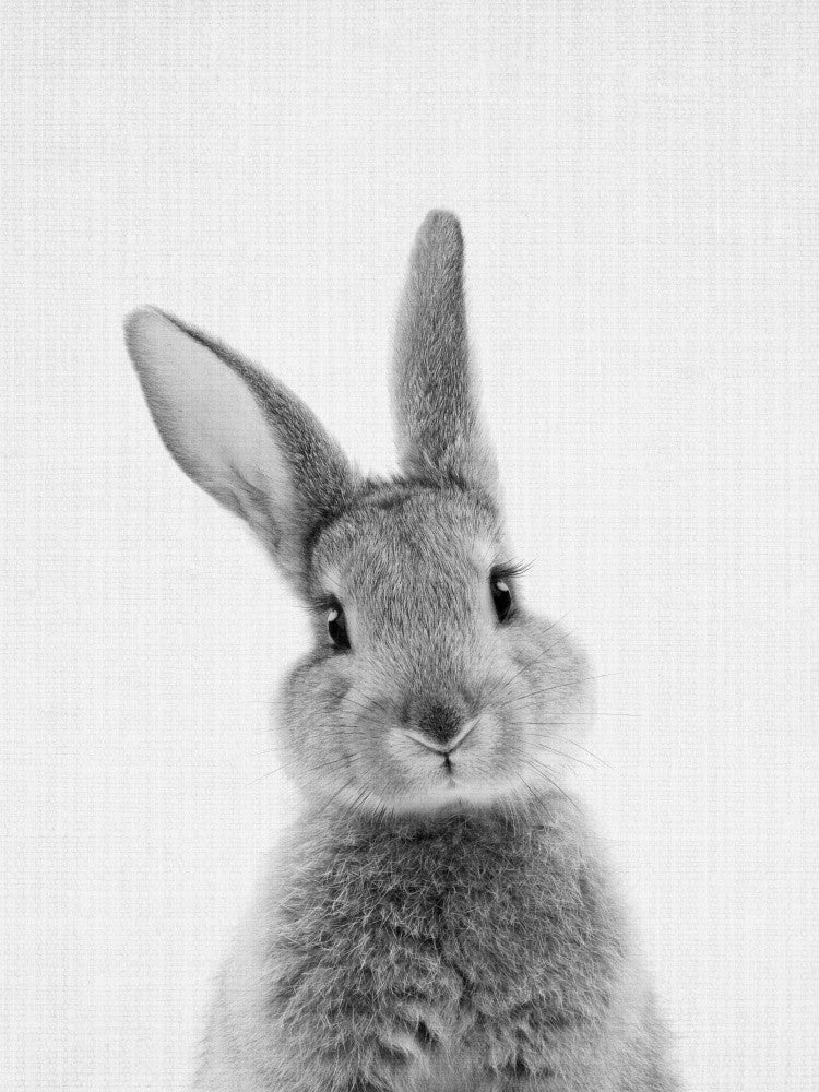 Black &amp; White Peekaboo Bunny