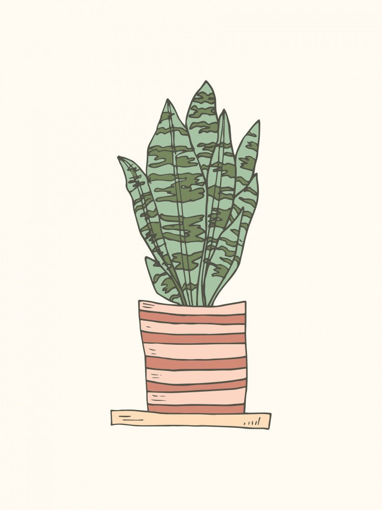 House Plant - Sansevieria