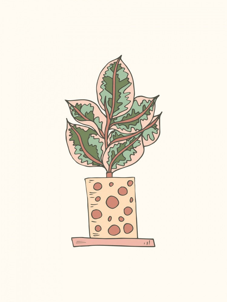 House Plant - Ficus