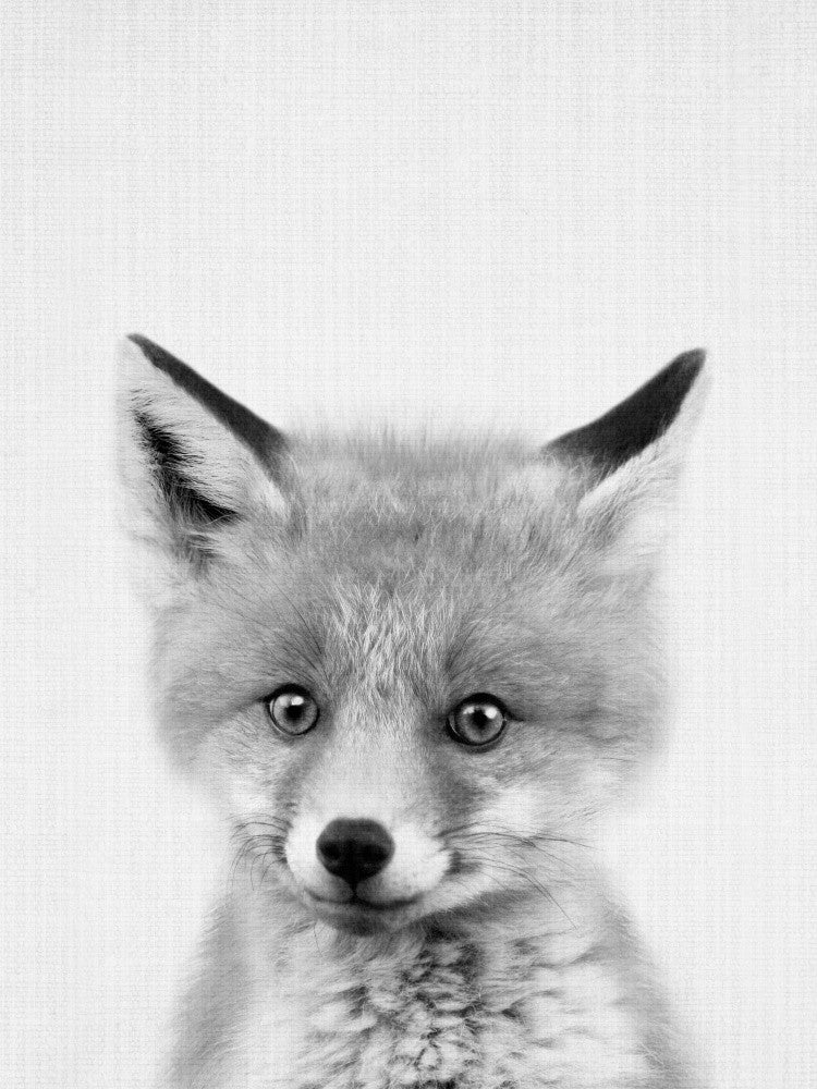 Schwarz-Weiß Peekaboo Fuchs