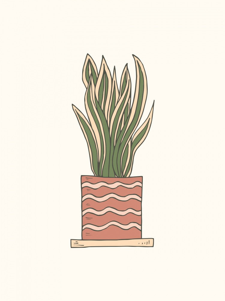 House Plant - Sansevieria