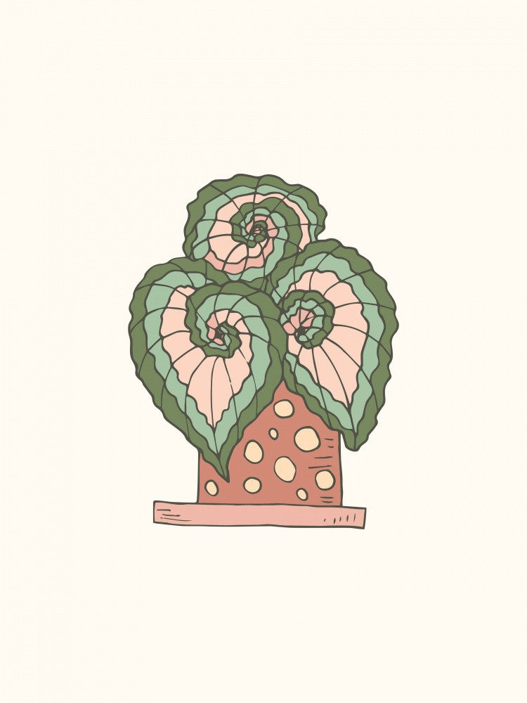 House Plant - Begonia