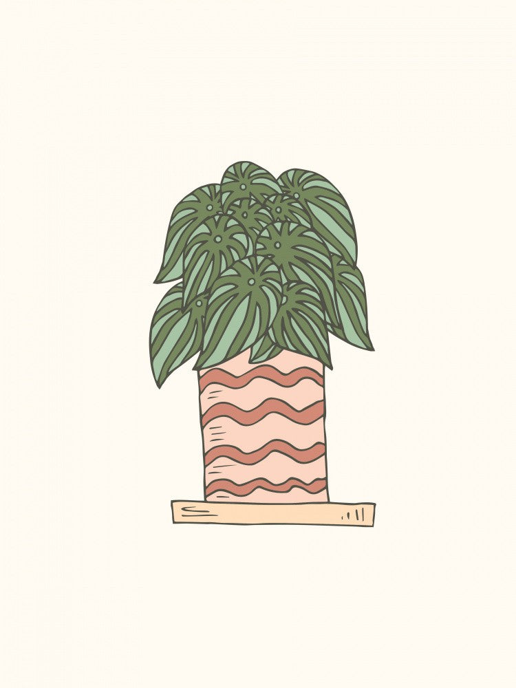 House Plant - Peperomia