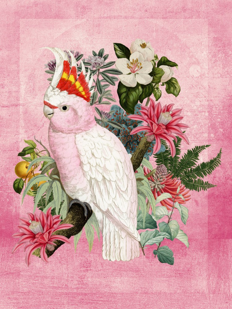 Inca cockatoo On Pink