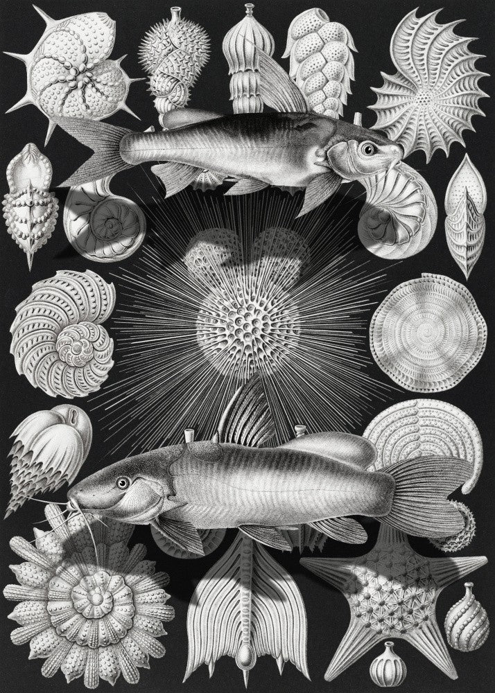 Thalamophora Kammerlinge