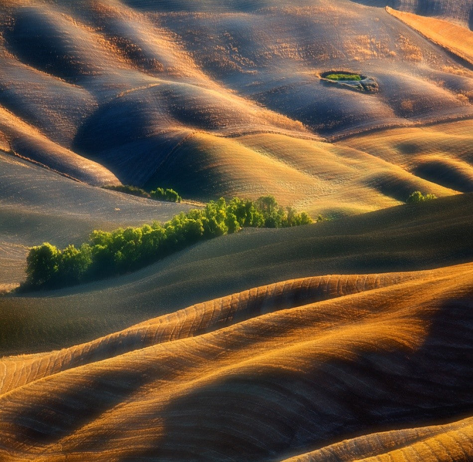 Fields