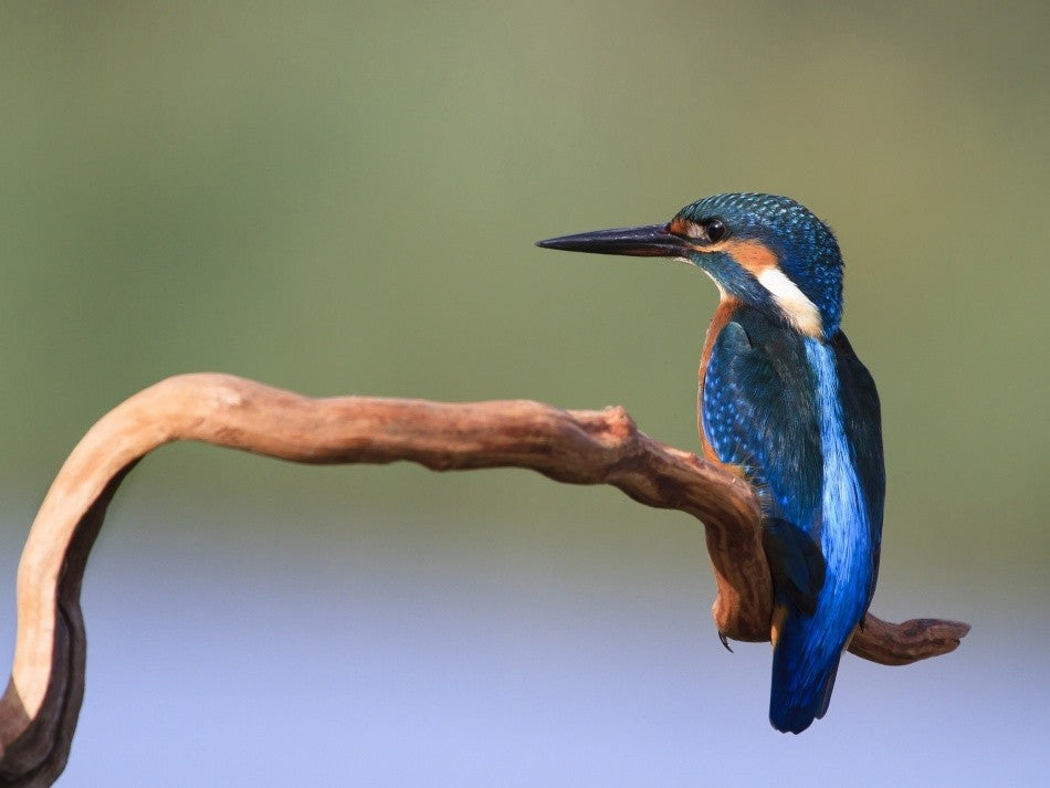 The blue fisherman