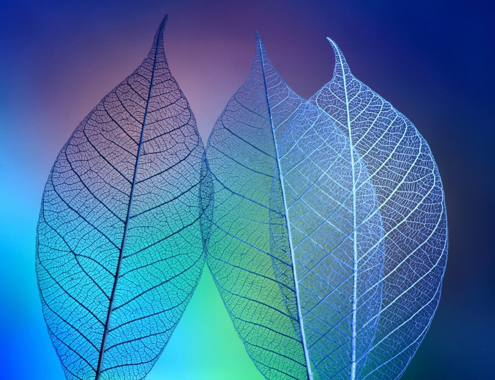Prismatische Blätter