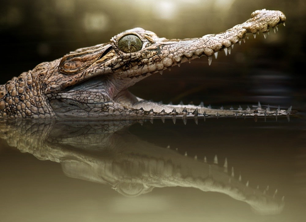 Krokodil