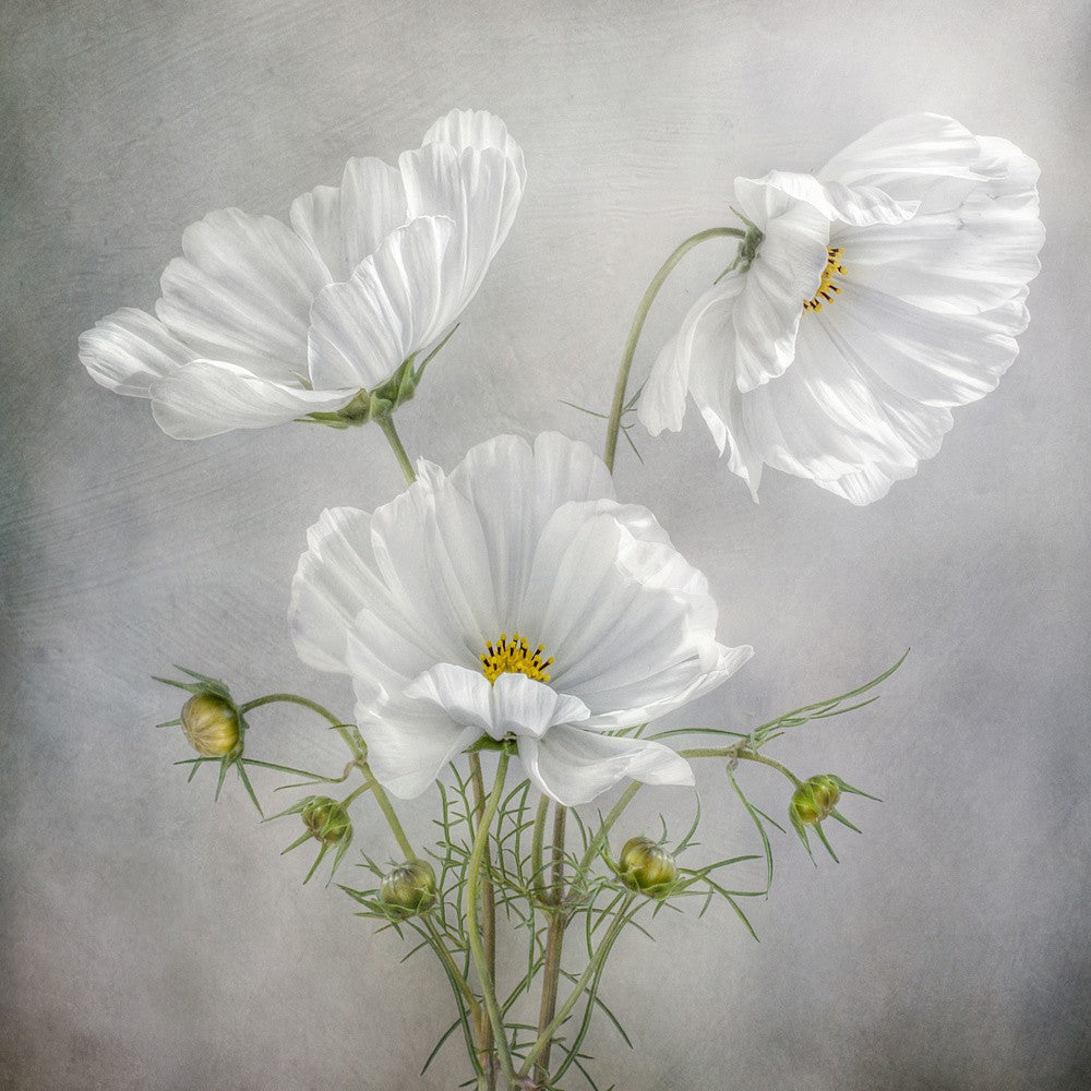 Cosmos Charm