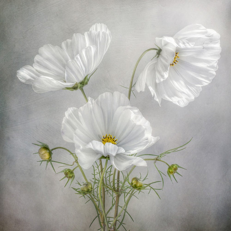Cosmos Charm