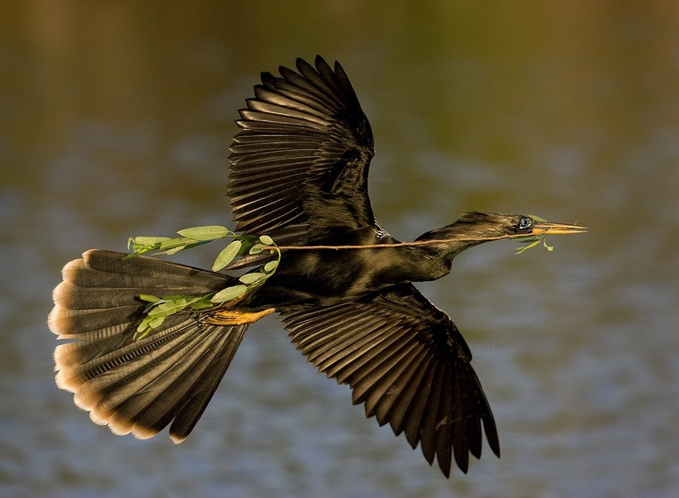Returning to nest !!!