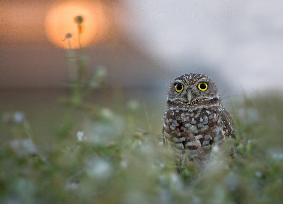 Letztes Licht am Nest !!