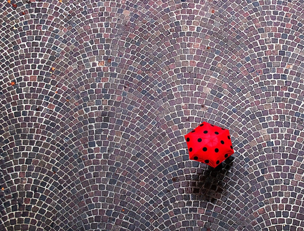 urban ladybug