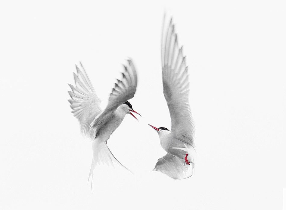 Arctic Terns