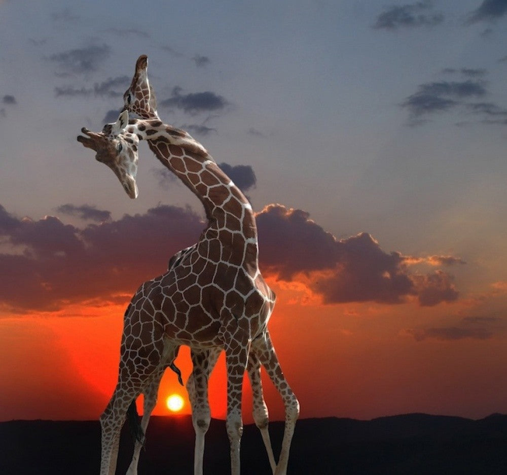 girafes au coucher du soleil