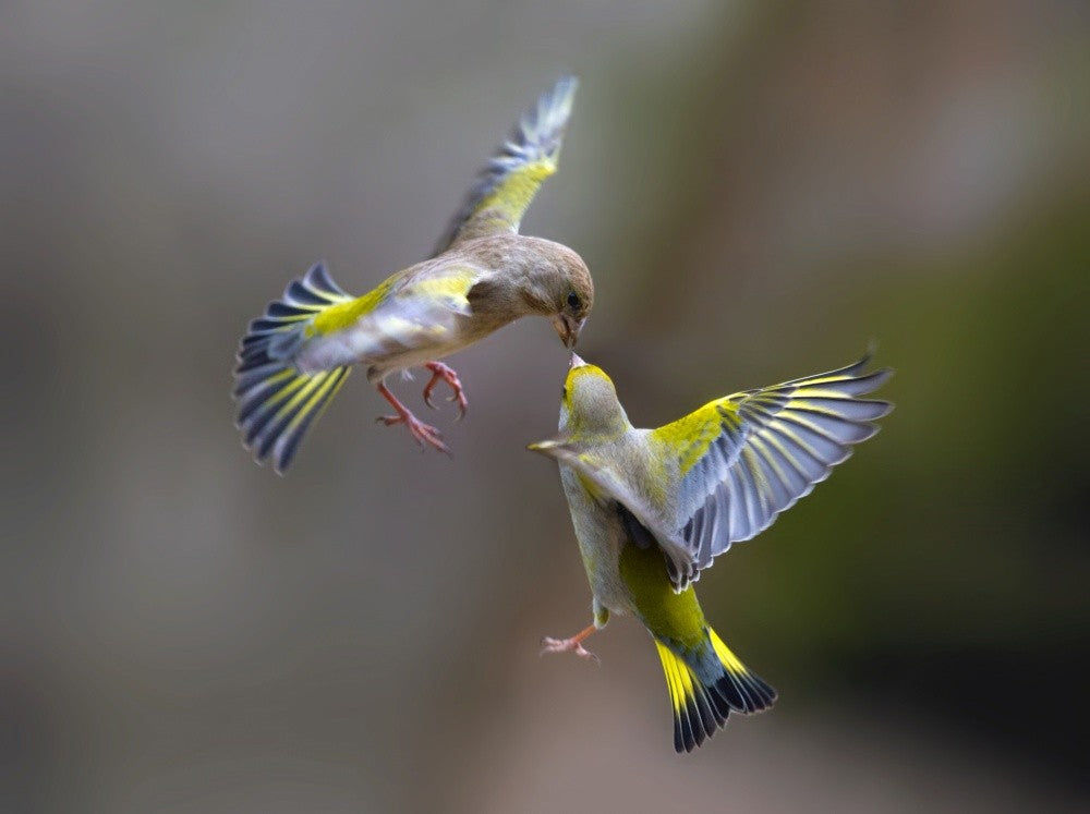 Flying Kiss 2