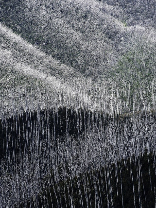 Sometimes Death Allows New Life To Grow Where Darkness Once Stood.