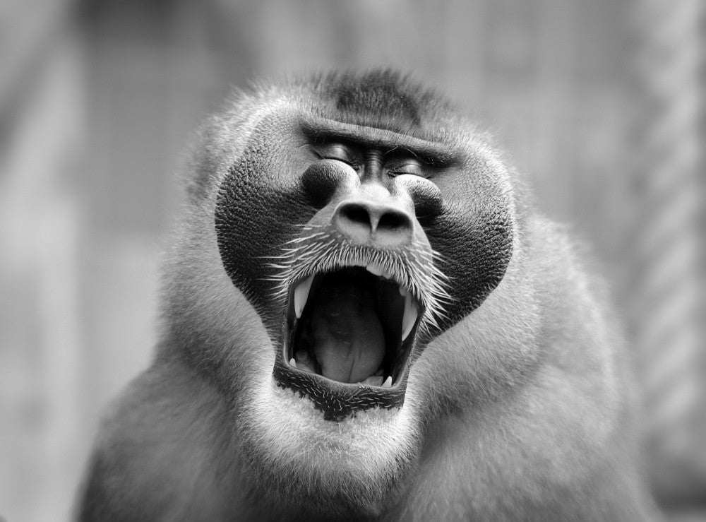 THE YAWN I