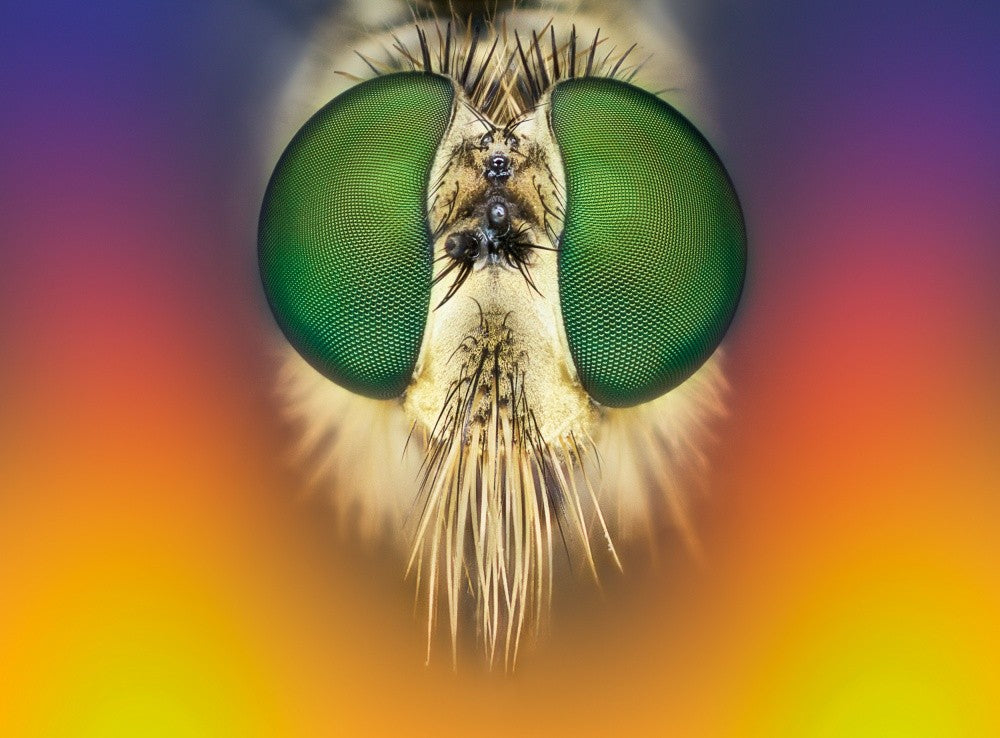 rainbow warrior