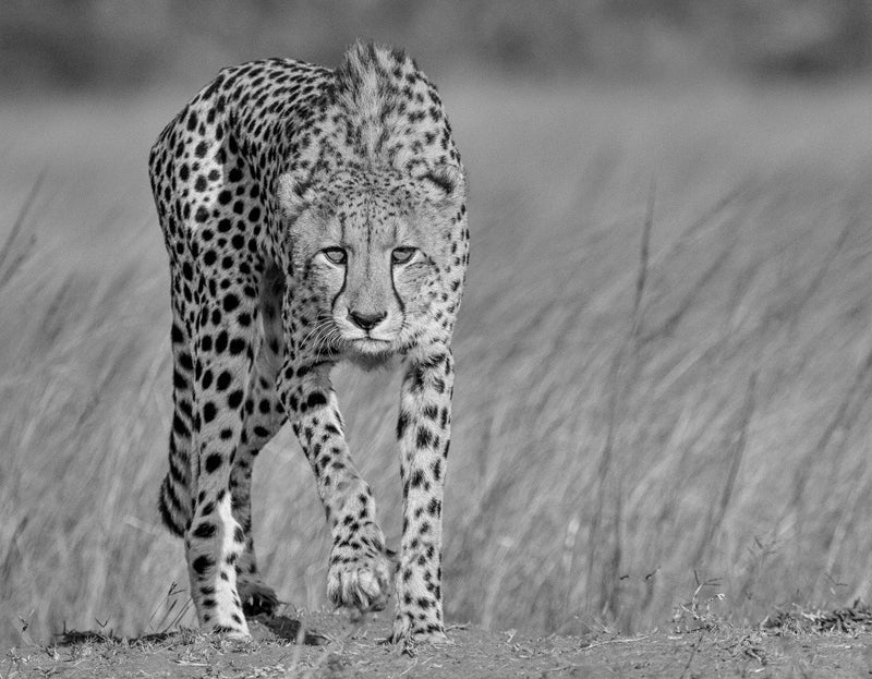 Focused predator