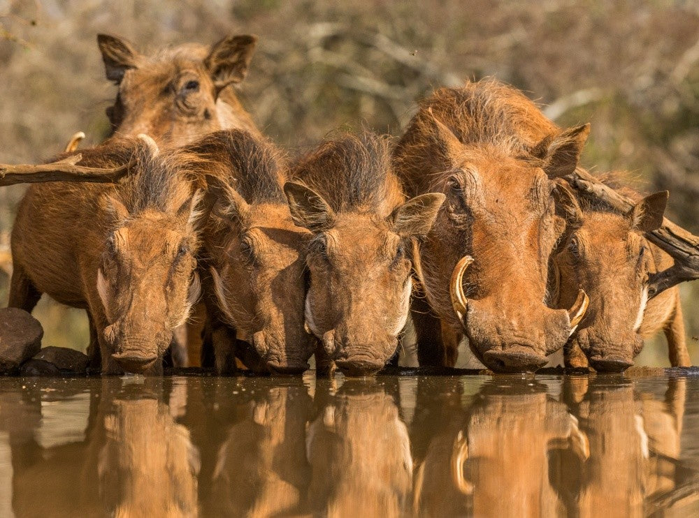 Warthog Family Reunion