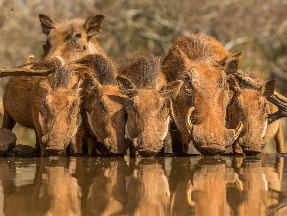 Warthog Family Reunion