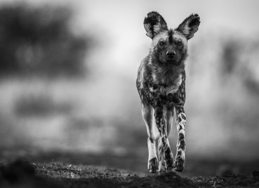 Monochrome Wild Dog