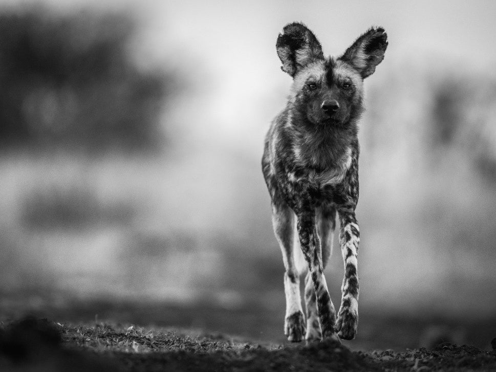 Monochrome Wild Dog