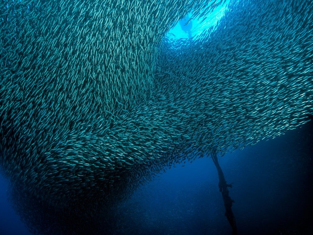School of Sardines