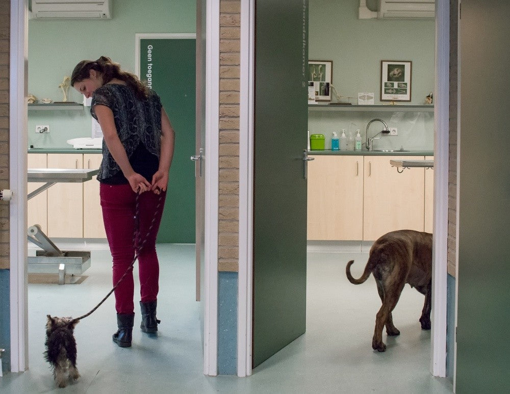 Visiting the Vet