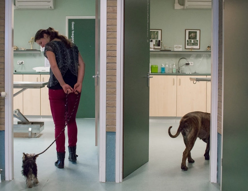Visiting the Vet