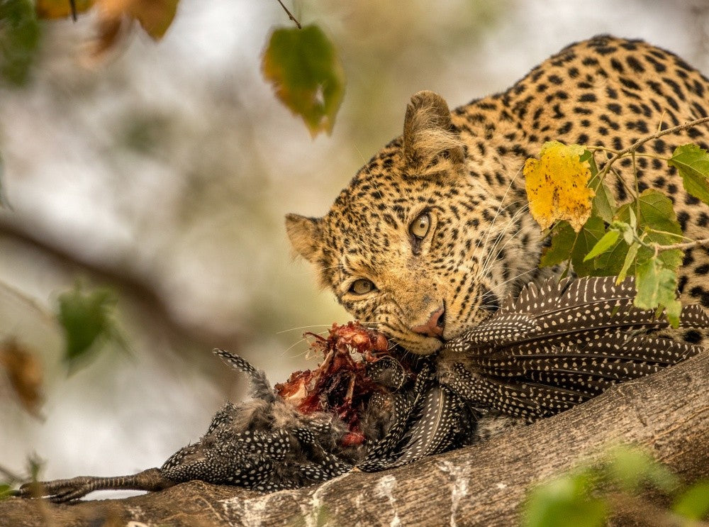 Avian Diet