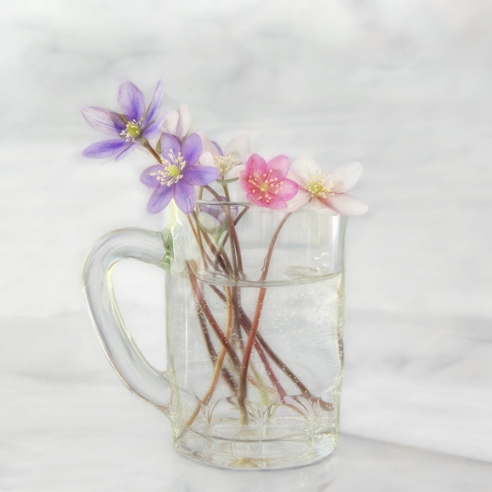 Anemones